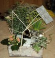 /album/galerie-de-photos-plantes/dsc00024-jpg/